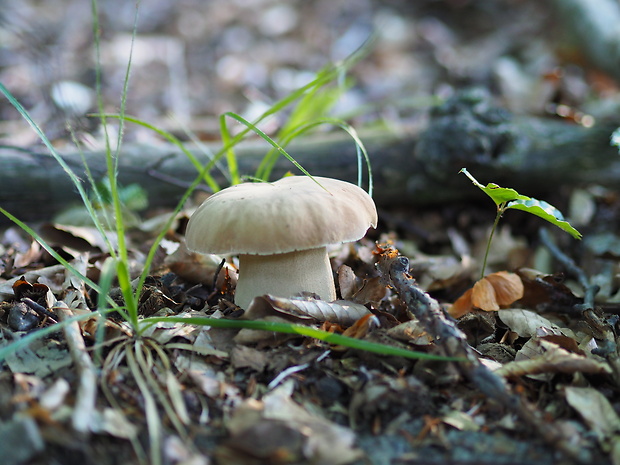 hríb dubový Boletus reticulatus Schaeff.