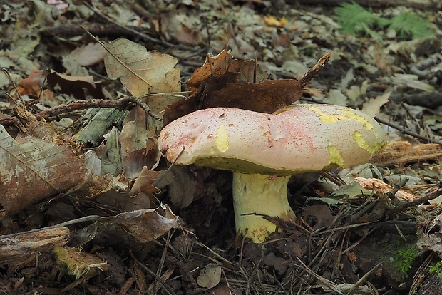 hríb kráľovský Butyriboletus regius (Krombh.) D. Arora & J.L. Frank