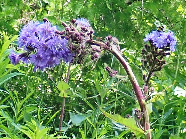 mliečivec alpínsky Cicerbita alpina (L.) Wallr.