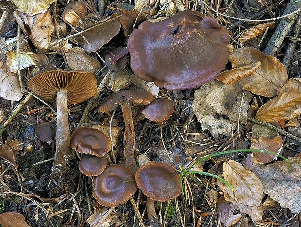 pavučinovec tvrdohlúbikový Cortinarius rigidipes M.M. Moser