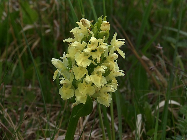 vstavačovec bazový Dactylorhiza sambucina (L.) Soó