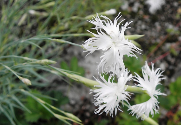 klinček včasný pravý Dianthus praecox subsp. praecox