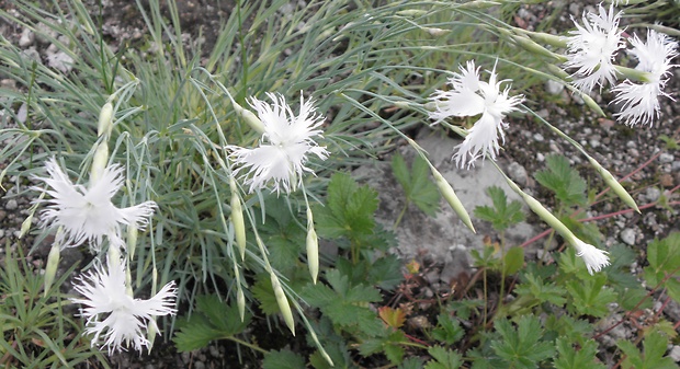 klinček pyšný alpský Dianthus superbus subsp. alpestris (Kablík. ex Uechtr.) Čelak.