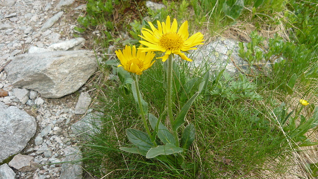 kamzičník chlpatý Doronicum stiriacum (Vill.) Dalla Torre