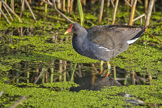 sliepočka vodná  Gallinula chloropus