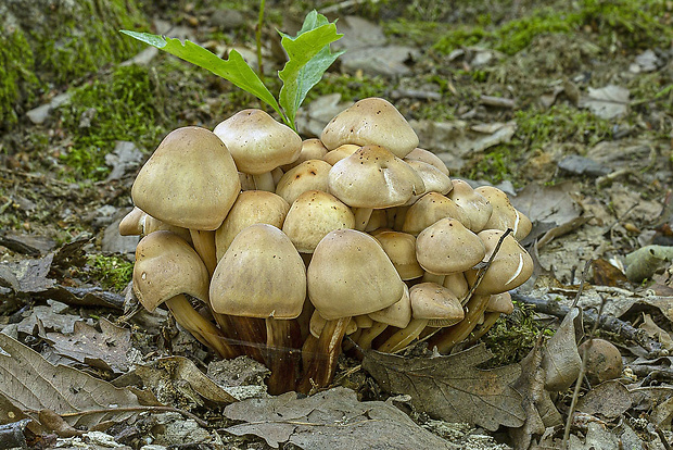 peniazovka vretenovitohlúbiková Gymnopus fusipes (Bull.) Gray