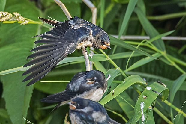 lastovička domová  Hirundo rustica