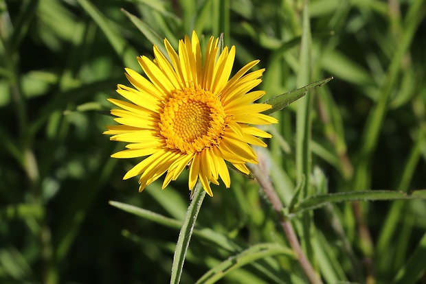 oman mečolistý Inula ensifolia L.