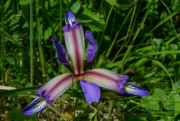 kosatec trávolistý Iris graminea L.