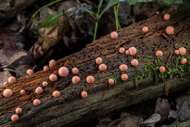 vlčinka červená Lycogala epidendrum (J.C. Buxb. ex L.) Fr.