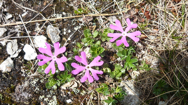 prvosienka najmenšia Primula minima L.