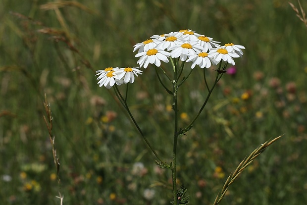 rimbaba chocholíkatá Pyrethrum corymbosum (L.) Scop.