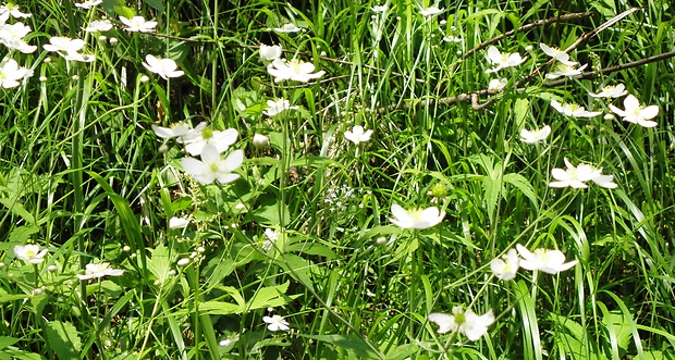 iskerník platanolistý Ranunculus platanifolius L.