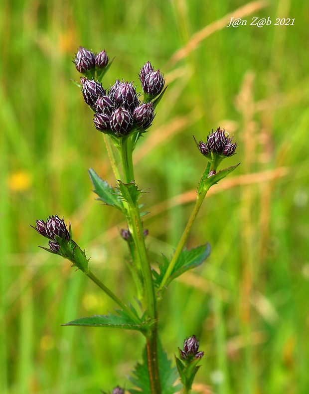 kosienka farbiarska Serratula tinctoria L.