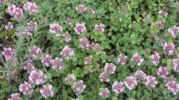 dúška ozdobná karpatská Thymus pulcherrimus subsp. sudeticus (Lyka) P. A. Schmidt