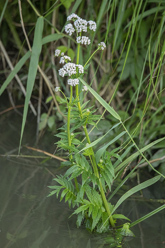 valeriána lekárska Valeriana cf. officinalis L.