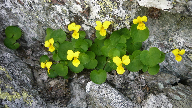 fialka dvojkvetá Viola biflora L.