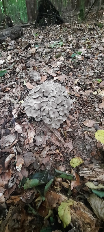 trúdnik klobúčkatý Polyporus umbellatus (Pers.) Fr.