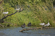  Spoločenstvo (rybár+čajka+lyska)