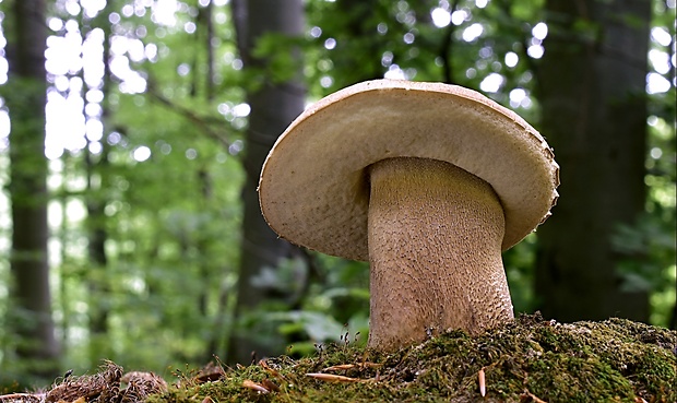 hríb dubový Boletus reticulatus Schaeff.