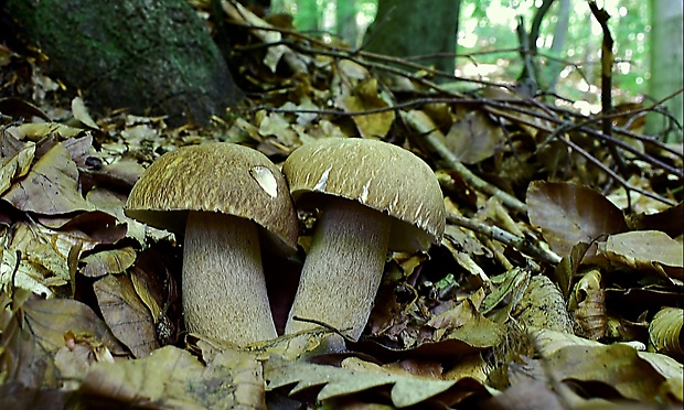 hríb dubový Boletus reticulatus Schaeff.