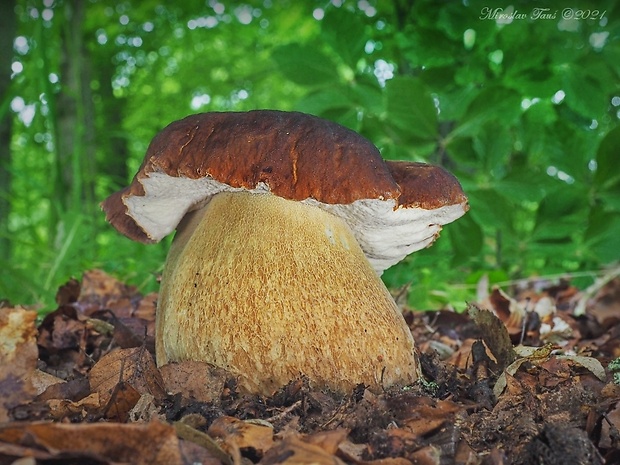 hríb dubový Boletus reticulatus Schaeff.