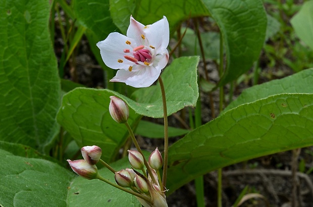 okrasa okolíkatá Butomus umbellatus L.