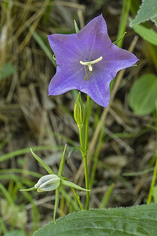 zvonček broskyňolistý Campanula persicifolia L.