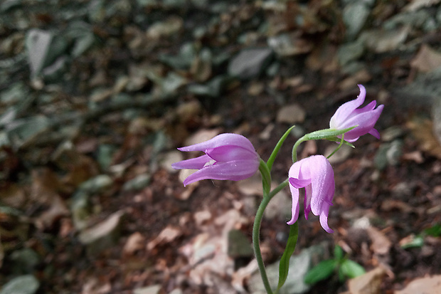 prilbovka červená Cephalanthera rubra (L.) Rich.