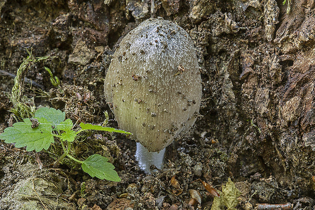 hnojník Coprinellus sp.