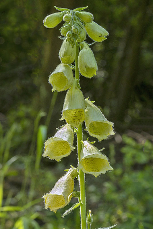 náprstník veľkokvetý Digitalis grandiflora Mill.