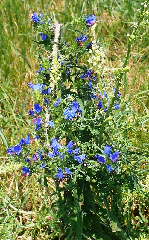 hadinec obyčajný Echium vulgare L.