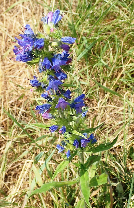 hadinec obyčajný Echium vulgare L.