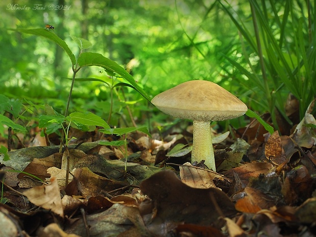 kozák hrabový Leccinum pseudoscabrum (Kallenb.) Šutara