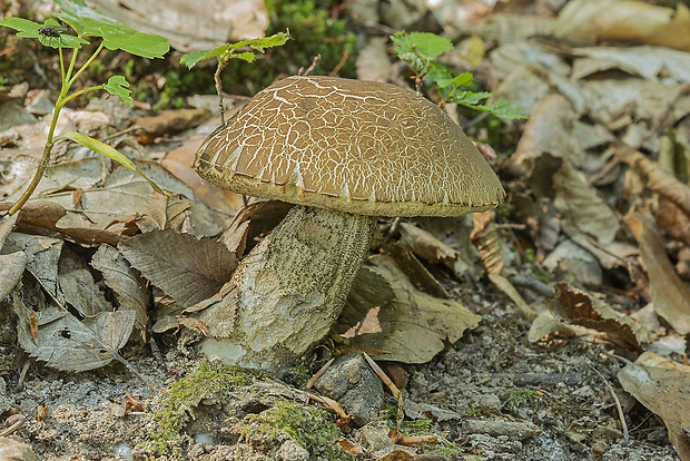 kozák hrabový Leccinum pseudoscabrum (Kallenb.) Šutara