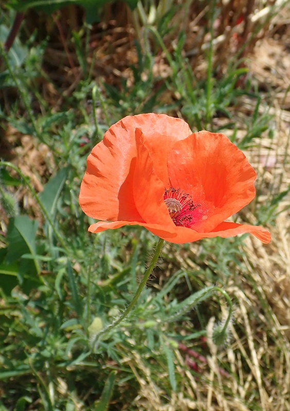 mak vlčí Papaver rhoeas L.