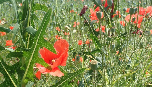 mak vlčí Papaver rhoeas L.