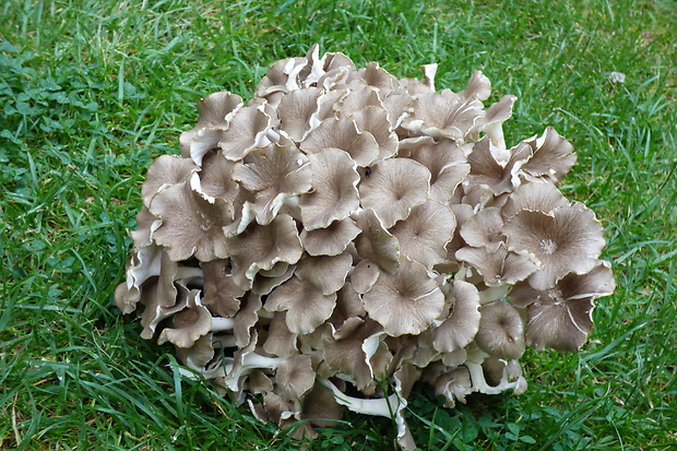 trúdnik klobúčkatý Polyporus umbellatus (Pers.) Fr.