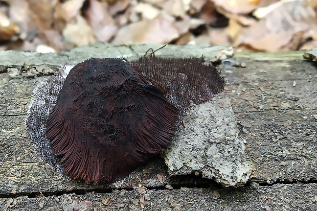 pazderka Stemonitis sp.