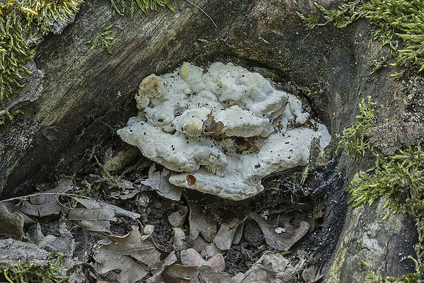 neidentifikovaná huba