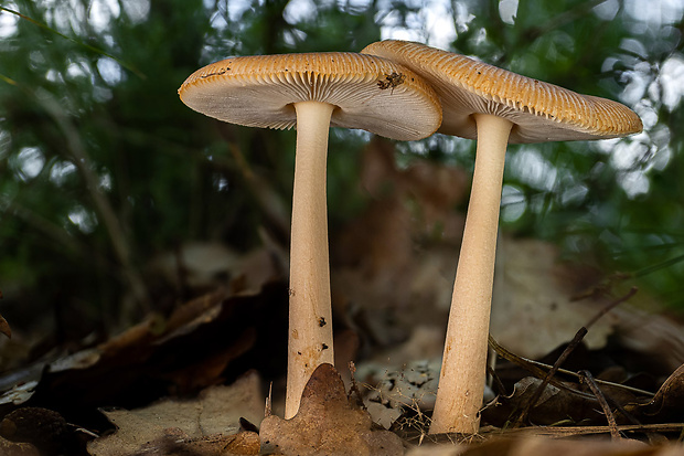 muchotrávka plavohnedá Amanita fulva Fr.