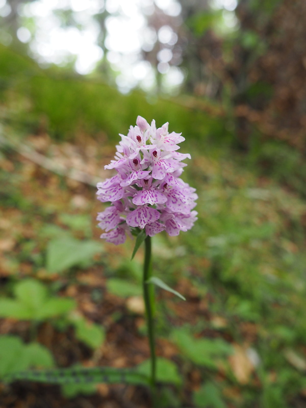 vstavačovec škvrnitý pravý Dactylorhiza maculata subsp. maculata (L.) Soó