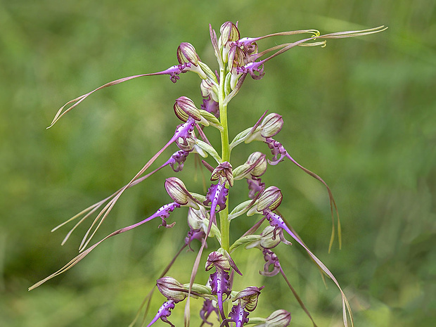 jazýčkovec  Himantoglossum jankae Somlyay, Kreutz &amp; Óvári