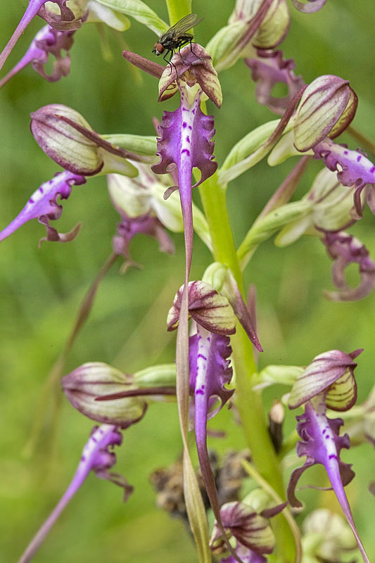 jazýčkovec  Himantoglossum jankae Somlyay, Kreutz &amp; Óvári