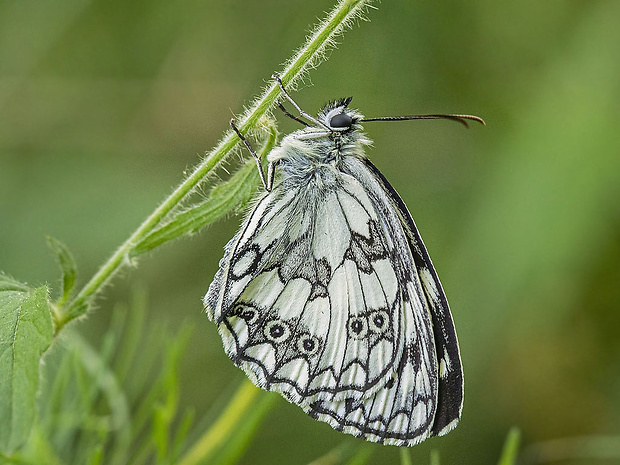 očkáň timotejkový  Melanargia galathea