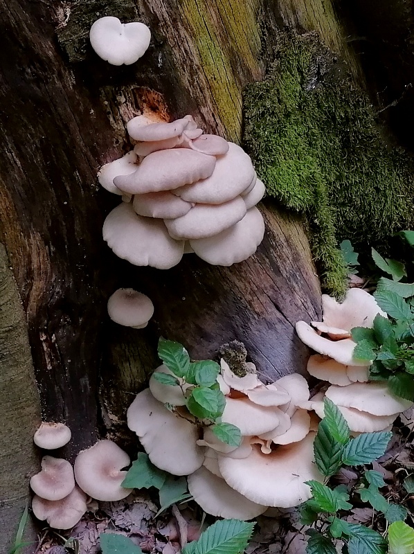 hliva buková Pleurotus pulmonarius (Fr.) Quél.