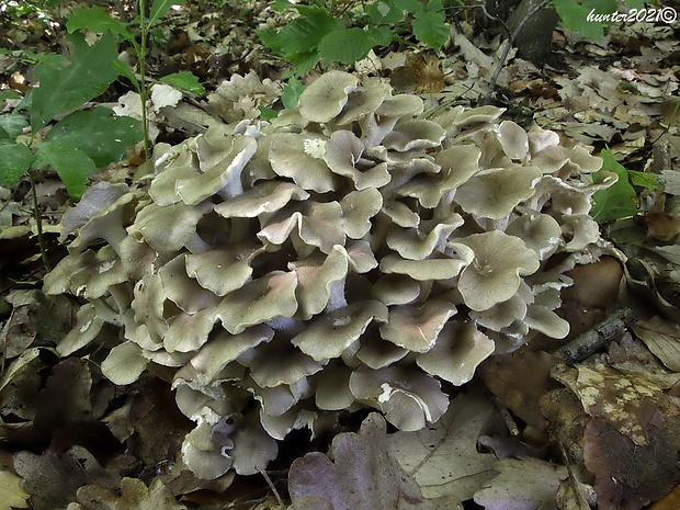 trúdnik klobúčkatý Polyporus umbellatus (Pers.) Fr.