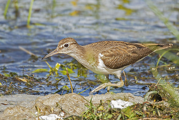 kaluziacik mociarny  Actitis hypoleucos