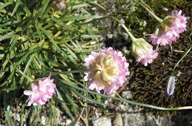 trávnička alpínska Armeria alpina Willd.