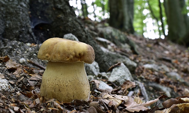 hríb dubový Boletus reticulatus Schaeff.